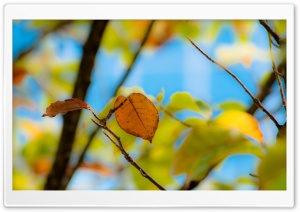 Unclarity Leaf Ultra HD Wallpaper for 4K UHD Widescreen desktop, tablet & smartphone