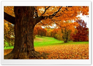 Under a Yellow Tree Ultra HD Wallpaper for 4K UHD Widescreen desktop, tablet & smartphone