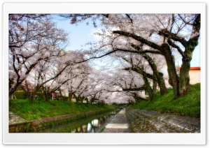 Under Sakura Trees Ultra HD Wallpaper for 4K UHD Widescreen desktop, tablet & smartphone
