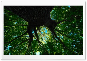 Under The Maple Ultra HD Wallpaper for 4K UHD Widescreen desktop, tablet & smartphone