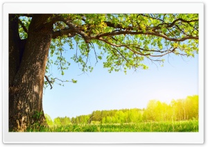 Under The Tree Ultra HD Wallpaper for 4K UHD Widescreen desktop, tablet & smartphone