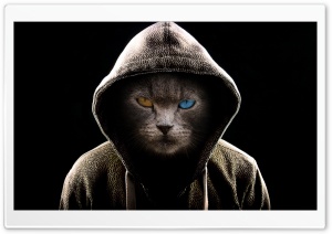 Undercover Cat Ultra HD Wallpaper for 4K UHD Widescreen desktop, tablet & smartphone