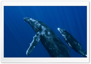 Underwater Whales Ultra HD Wallpaper for 4K UHD Widescreen desktop, tablet & smartphone