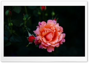 Unique Rose Variety 4K UHD Wallpaper for Widescreen and UltraWide Desktop, UltraHD TV, Smartphone, Tablet