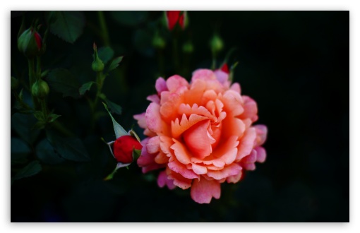 Unique Rose Variety UltraHD Wallpaper for UHD 16:9 ; HD 16:9 ; UltraWide 21:9 24:10 32:9 32:10 ; Widescreen 16:10 5:3 ; Fullscreen 4:3 5:4 3:2 ; Tablet 1:1 ; Mobile 9:16 9:19.5 9:20 9:21 9:22 10:16 2:3 3:5 3:4 ; Dual 16:10 5:3 16:9 4:3 5:4 3:2 ;