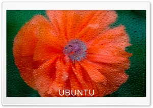 Ununtu Ultra HD Wallpaper for 4K UHD Widescreen desktop, tablet & smartphone