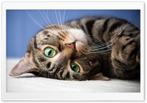 Upside Down Cat Ultra HD Wallpaper for 4K UHD Widescreen desktop, tablet & smartphone