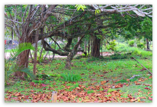 Urban Forest UltraHD Wallpaper for Fullscreen 3:2 ;