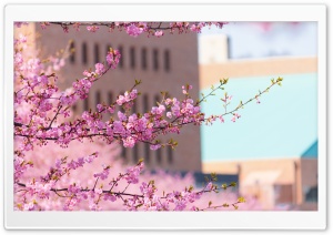 Urban Spring Ultra HD Wallpaper for 4K UHD Widescreen desktop, tablet & smartphone