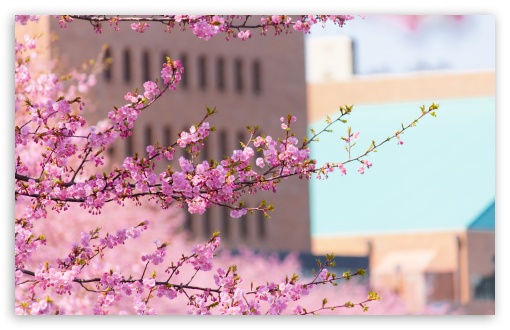 Urban Spring UltraHD Wallpaper for UHD 16:9 ; HD 16:9 ; Widescreen 16:10 5:3 ; Fullscreen 4:3 5:4 3:2 ; Tablet 1:1 ; Mobile 3:5 3:4 ;