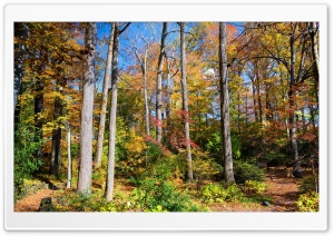Usa Season Autumn Trees Ultra HD Wallpaper for 4K UHD Widescreen desktop, tablet & smartphone