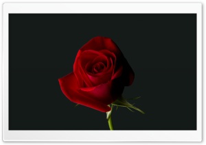 Valentine Rose Ultra HD Wallpaper for 4K UHD Widescreen desktop, tablet & smartphone