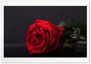 Valentines Day Red Rose Ultra HD Wallpaper for 4K UHD Widescreen desktop, tablet & smartphone