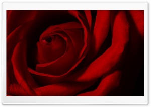 Valentines Day Rose Ultra HD Wallpaper for 4K UHD Widescreen desktop, tablet & smartphone