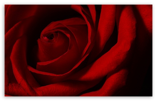 Valentines Day Rose UltraHD Wallpaper for UHD 16:9 2160p 1440p 1080p 900p 720p ; 8K UHD TV 16:9 Ultra High Definition 2160p 1440p 1080p 900p 720p ; UltraWide 32:9 32:10 ; Widescreen 16:10 5:3 WHXGA WQXGA WUXGA WXGA WGA ; Fullscreen 4:3 5:4 3:2 UXGA XGA SVGA QSXGA SXGA DVGA HVGA HQVGA ( Apple PowerBook G4 iPhone 4 3G 3GS iPod Touch ) ; Tablet 1:1 ; Mobile 3:5 3:4 - ; Dual 16:10 5:3 16:9 4:3 5:4 WHXGA WQXGA WUXGA WXGA WGA 2160p 1440p 1080p 900p 720p UXGA XGA SVGA QSXGA SXGA ;