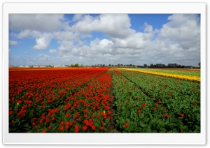 Vast Tulips Field Ultra HD Wallpaper for 4K UHD Widescreen desktop, tablet & smartphone