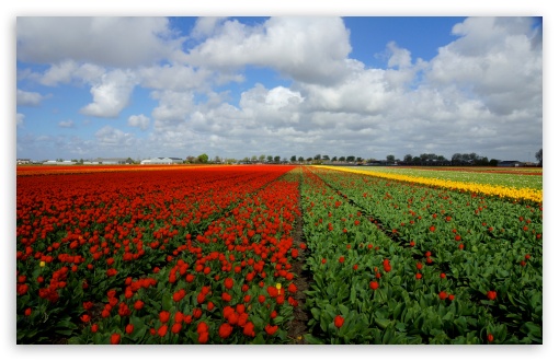 Vast Tulips Field UltraHD Wallpaper for UHD 16:9 ; HD 16:9 ; UltraWide 32:9 32:10 ; Widescreen 16:10 5:3 ; Fullscreen 4:3 5:4 3:2 ; Tablet 1:1 ; Mobile 3:5 3:4 ; Dual 16:10 5:3 16:9 4:3 5:4 ;