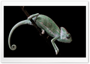 Veiled Chameleon, Old World Lizards Ultra HD Wallpaper for 4K UHD Widescreen desktop, tablet & smartphone