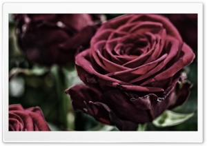 Velvet Rose Ultra HD Wallpaper for 4K UHD Widescreen desktop, tablet & smartphone