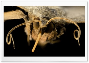 Velvetbean Moth, Macro, Antennae, Eyes, Black Background 4K UHD Wallpaper for Widescreen and UltraWide Desktop, UltraHD TV, Smartphone, Tablet