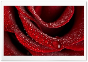 Velvety Rose Ultra HD Wallpaper for 4K UHD Widescreen desktop, tablet & smartphone