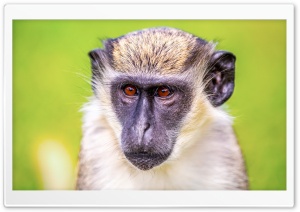 Vervet Monkey Portrait 4K UHD Wallpaper for Widescreen and UltraWide Desktop, UltraHD TV, Smartphone, Tablet