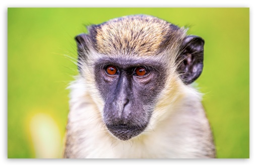 Vervet Monkey Portrait UltraHD Wallpaper for UHD 16:9 ; HD 16:9 ; Widescreen 16:10 5:3 ; Fullscreen 4:3 5:4 3:2 ; Tablet 1:1 ; Mobile 9:16 9:19.5 9:20 9:21 9:22 10:16 2:3 3:5 3:4 ;
