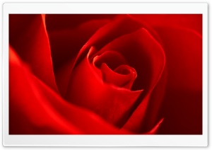 Very Beautiful Red Rose Flower Ultra HD Wallpaper for 4K UHD Widescreen desktop, tablet & smartphone