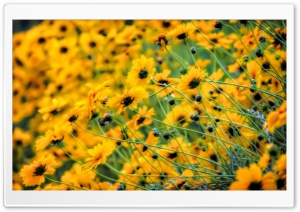 Very Yellow Ultra HD Wallpaper for 4K UHD Widescreen desktop, tablet & smartphone