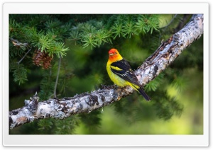 Vibrant Bird in Natural Setting 4K UHD Wallpaper for Widescreen and UltraWide Desktop, UltraHD TV, Smartphone, Tablet