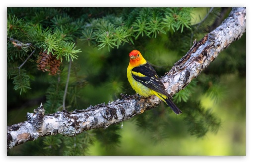 Vibrant Bird in Natural Setting 4K UHD Wallpaper for Widescreen and UltraWide Desktop, UltraHD TV, Smartphone, Tablet Vibrant Bird in Natural Setting UltraHD Wallpaper for UHD 16:9 ; HD 16:9 ; UltraWide 21:9 24:10 32:9 32:10 ; Widescreen 16:10 5:3 ; Fullscreen 4:3 5:4 3:2 ; Tablet 1:1 ; Mobile 9:16 9:19.5 9:20 9:21 9:22 10:16 2:3 3:5 3:4 ; Dual 16:10 5:3 16:9 4:3 5:4 3:2 ;