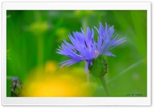 Vibrant Blue Cornflower Macro Photography 4K UHD Wallpaper for Widescreen and UltraWide Desktop, UltraHD TV, Smartphone, Tablet