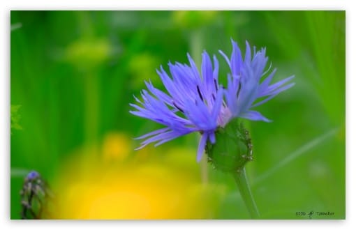 Vibrant Blue Cornflower Macro Photography UltraHD Wallpaper for UHD 16:9 ; HD 16:9 ; Widescreen 16:10 ; Fullscreen 3:2 ;