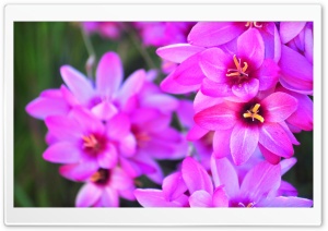 Vibrant Flowers Ultra HD Wallpaper for 4K UHD Widescreen desktop, tablet & smartphone