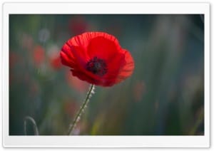 Vibrant Red Poppy Flower Macro 4K UHD Wallpaper for Widescreen and UltraWide Desktop, UltraHD TV, Smartphone, Tablet