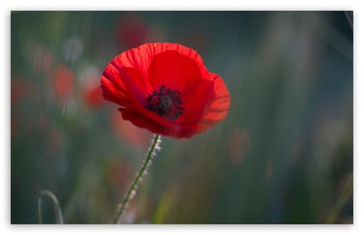 Vibrant Red Poppy Flower Macro UltraHD Wallpaper for UHD 16:9 ; HD 16:9 ; UltraWide 21:9 24:10 32:9 32:10 ; Widescreen 16:10 ; Fullscreen 3:2 ; Tablet 1:1 ; Mobile 9:16 9:19.5 9:20 9:21 9:22 ; Dual 16:10 16:9 ;