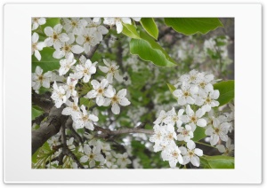 Vibrant Spring 4K UHD Wallpaper for Widescreen and UltraWide Desktop, UltraHD TV, Smartphone, Tablet