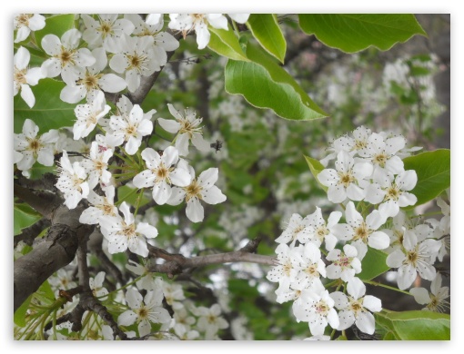 Vibrant Spring UltraHD Wallpaper for Fullscreen 4:3 ;