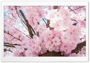 Vibrant Spring Blooms on a Blossom Tree 4K UHD Wallpaper for Widescreen and UltraWide Desktop, UltraHD TV, Smartphone, Tablet