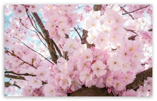 Vibrant Spring Blooms on a Blossom Tree UltraHD Wallpaper for UHD 16:9 ; HD 16:9 ; UltraWide 21:9 24:10 32:9 32:10 ; Widescreen 16:10 5:3 ; Fullscreen 4:3 5:4 3:2 ; Tablet 1:1 ; Mobile 9:16 9:19.5 9:20 9:21 9:22 10:16 2:3 3:5 3:4 ; Dual 16:10 5:3 16:9 4:3 5:4 3:2 ;