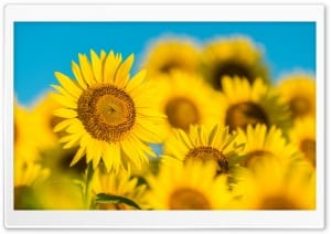 Vibrant Sunflower Close-up in Sunlight 4K UHD Wallpaper for Widescreen and UltraWide Desktop, UltraHD TV, Smartphone, Tablet