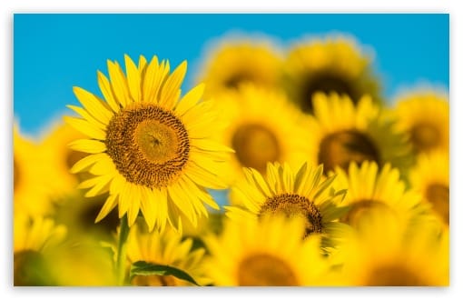 Vibrant Sunflower Close-up in Sunlight UltraHD Wallpaper for UHD 16:9 ; HD 16:9 ; UltraWide 21:9 24:10 ; Widescreen 16:10 ; Tablet 1:1 ; Mobile 9:16 9:19.5 9:20 9:21 9:22 ;