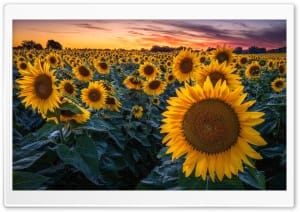 Vibrant Sunflower Field during Sunset 4K UHD Wallpaper for Widescreen and UltraWide Desktop, UltraHD TV, Smartphone, Tablet