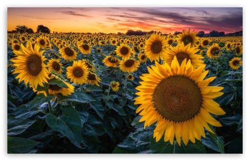 Vibrant Sunflower Field during Sunset UltraHD Wallpaper for UHD 16:9 ; HD 16:9 ; Widescreen 16:10 ; Tablet 1:1 ; Mobile 9:16 ;