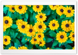 Vibrant Yellow Flowers Background 4K UHD Wallpaper for Widescreen and UltraWide Desktop, UltraHD TV, Smartphone, Tablet