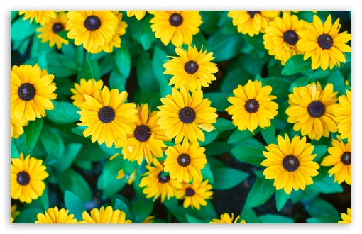 Vibrant Yellow Flowers Background UltraHD Wallpaper for UHD 16:9 ; HD 16:9 ; UltraWide 21:9 24:10 32:9 32:10 ; Widescreen 16:10 5:3 ; Fullscreen 4:3 5:4 3:2 ; Tablet 1:1 ; Mobile 10:16 2:3 3:5 3:4 ; Dual 16:10 5:3 16:9 4:3 5:4 3:2 ; Triple 16:10 5:3 16:9 4:3 5:4 3:2 ;