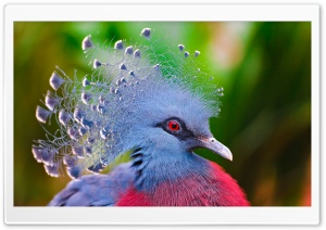 Victoria Crowned Pigeon Ultra HD Wallpaper for 4K UHD Widescreen desktop, tablet & smartphone