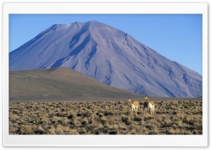 Vicuna Vicugna Vicugna Pair With Misti Volcano In The Background Peru Ultra HD Wallpaper for 4K UHD Widescreen desktop, tablet & smartphone