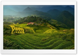 Vietnam Rice Plantation Ultra HD Wallpaper for 4K UHD Widescreen desktop, tablet & smartphone