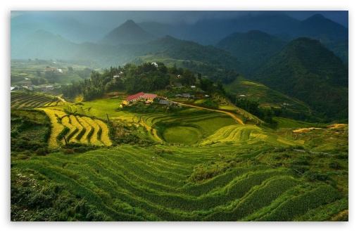 Vietnam Rice Plantation UltraHD Wallpaper for HD 16:9 ; Widescreen 16:10 5:3 ; Fullscreen 4:3 5:4 3:2 ; Tablet 1:1 ; Mobile 3:5 3:4 ;